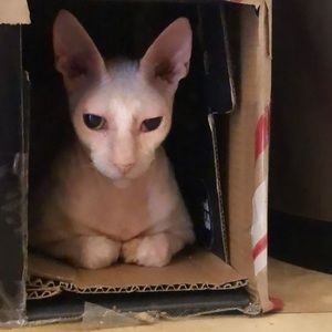 Meet your Posher, Ronald